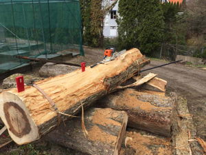 Large elm logs